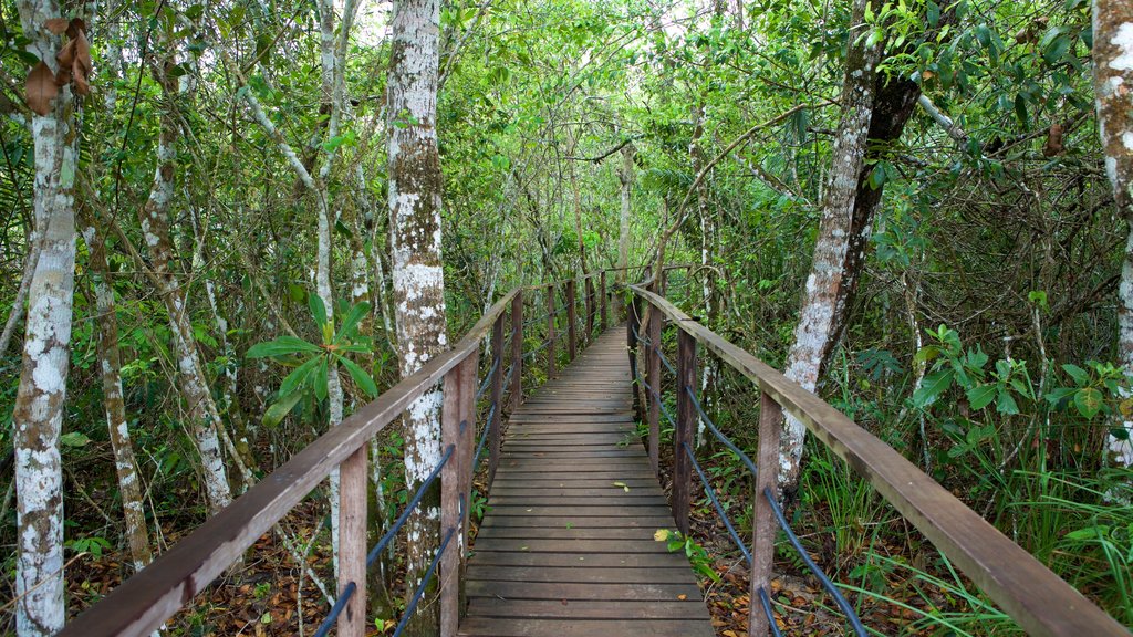 Formosa River Ecological Park showing rainforest