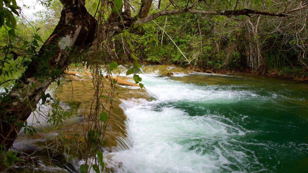 Formosa River Ecological Park featuring mangroves, a river or creek and rainforest