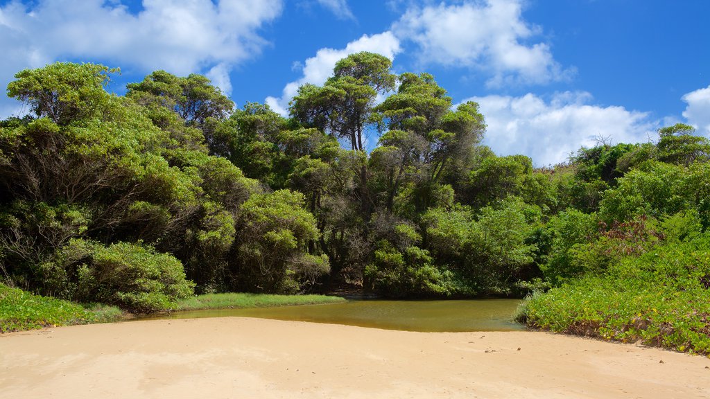 Praia do Sueste som visar en sjö eller ett vattenhål, regnskog och en sandstrand