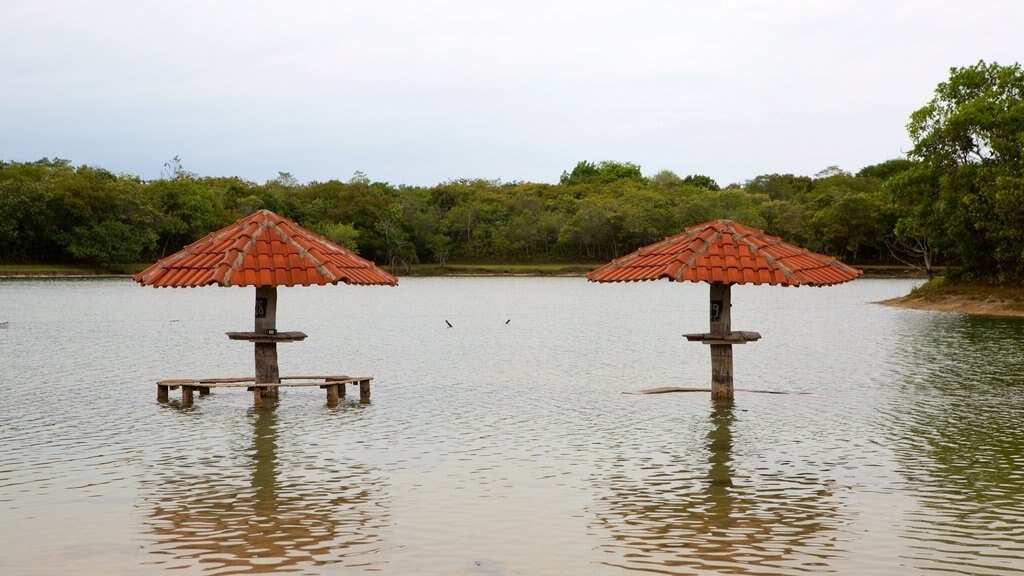 Praia da Figueira que inclui paisagens litorâneas e pântano