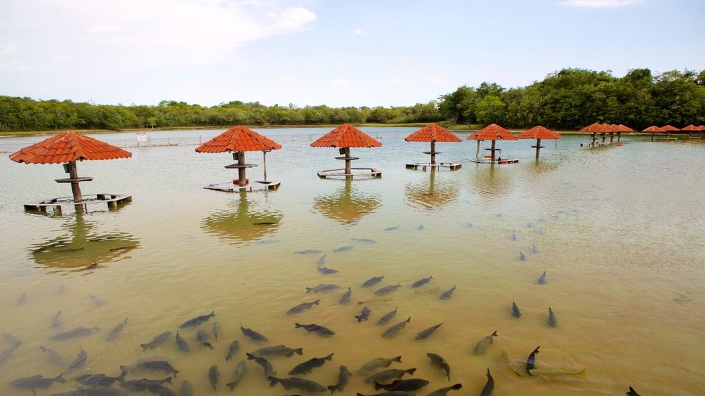 Figueira Beach which includes marine life and general coastal views