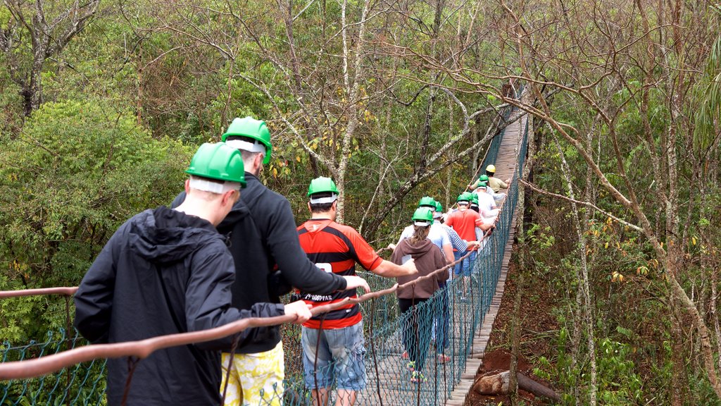 Sao Miguel Cave featuring a suspension bridge or treetop walkway and forest scenes as well as a small group of people