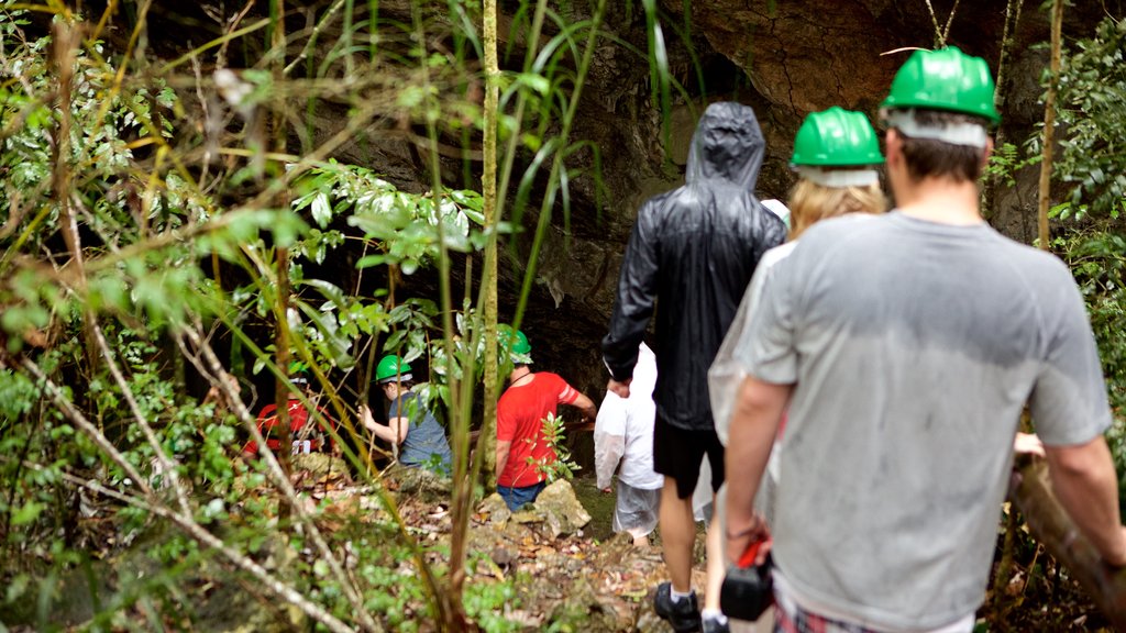 Sao Miguel Cave showing forests, caves and caving