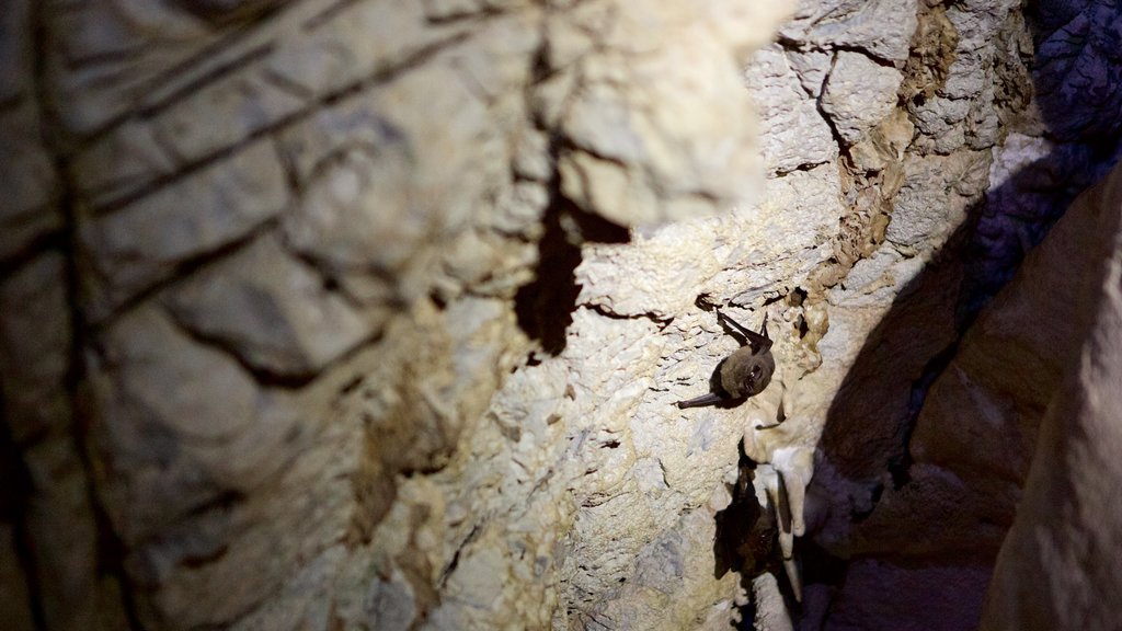 Gruta de São Miguel mostrando animales, cuevas y escenas de noche