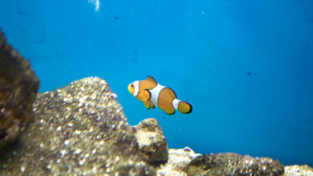 Ipojuca which includes marine life