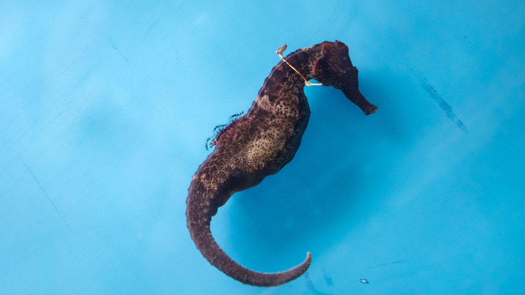 Ipojuca showing marine life