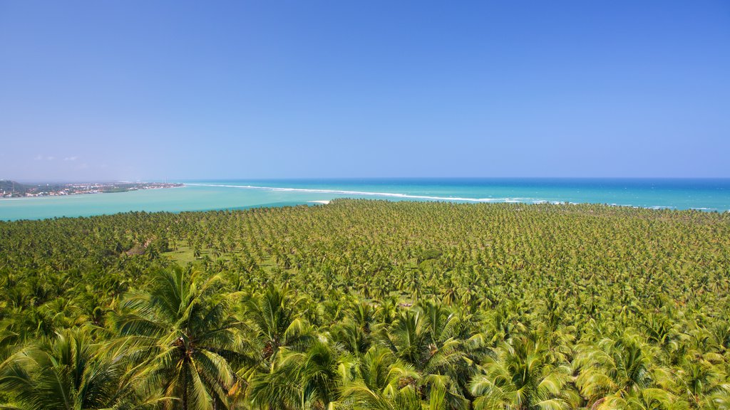 Maceio showing general coastal views and tropical scenes