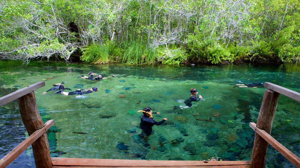 Bonito showing swimming, snorkelling and a river or creek