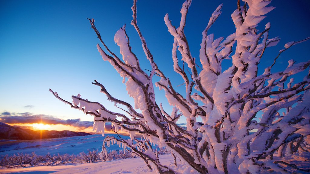 Falls Creek caratteristiche di neve