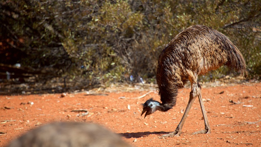 Uluru qui includes faune aviaire et animaux terrestres