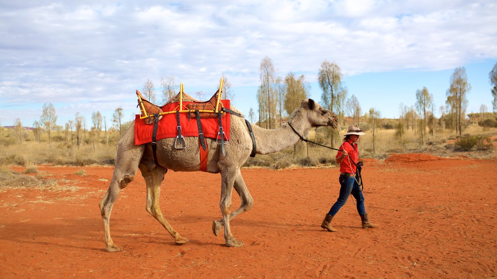 Uluru showing land animals and tranquil scenes as well as an individual male