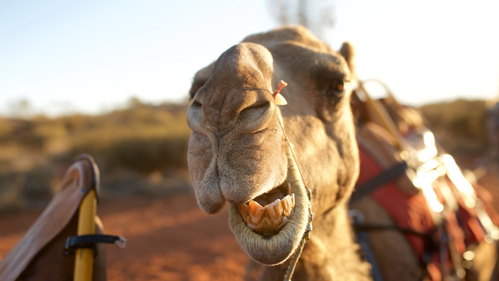 Uluru-Kata Tjuta National Park featuring tranquil scenes and land animals