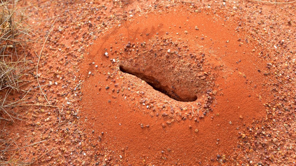 Uluru mettant en vedette scènes tranquilles