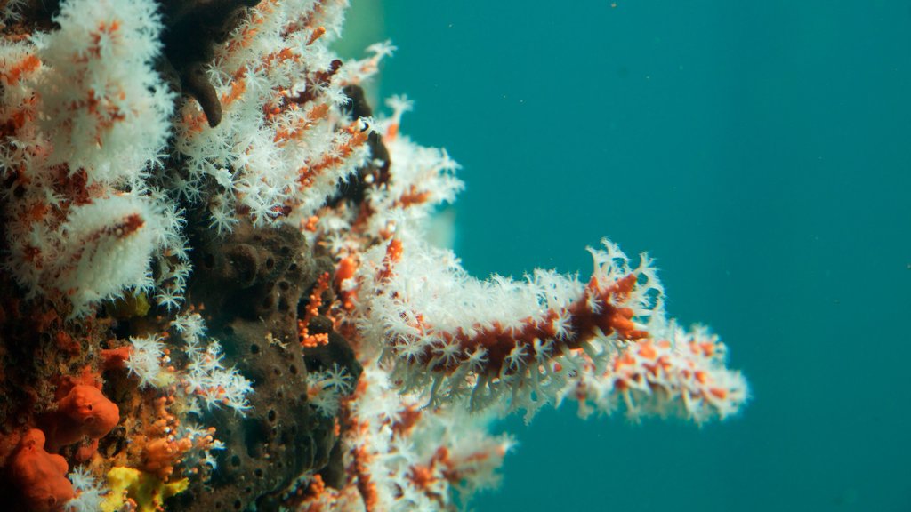 Busselton Jetty Underwater Observatory showing marine life