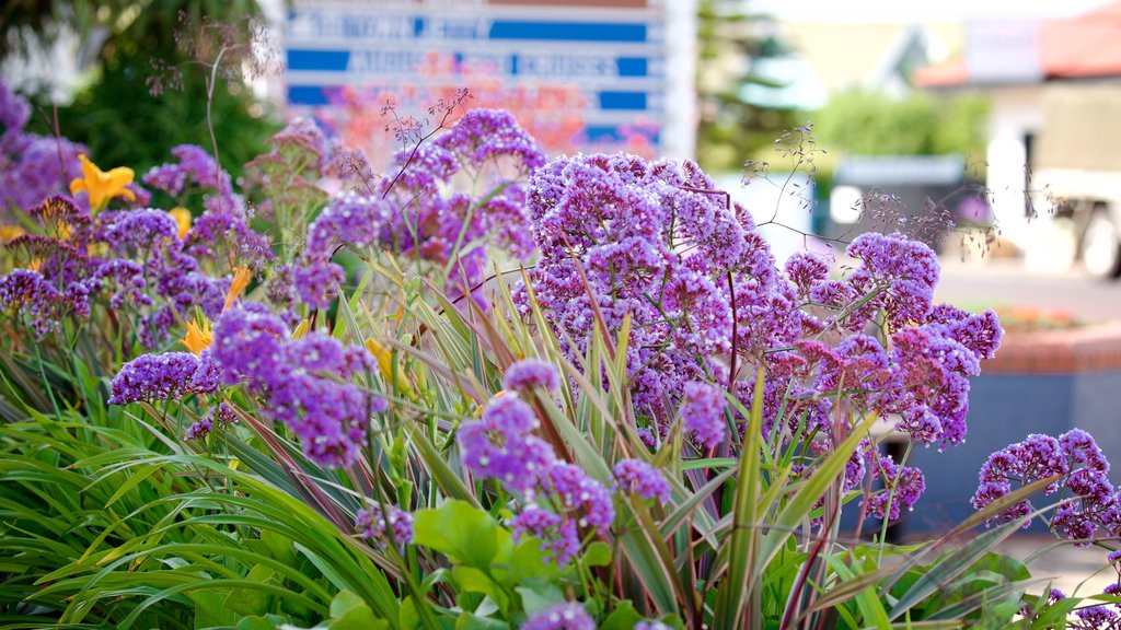 Augusta som visar blommor