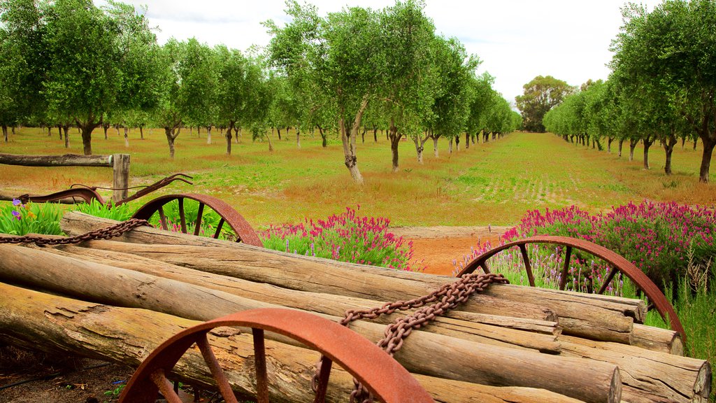 Naturaliste showing a park and flowers