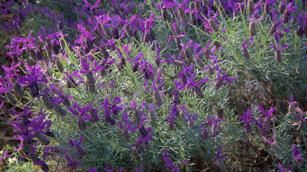 The Berry Farm showing a garden and flowers