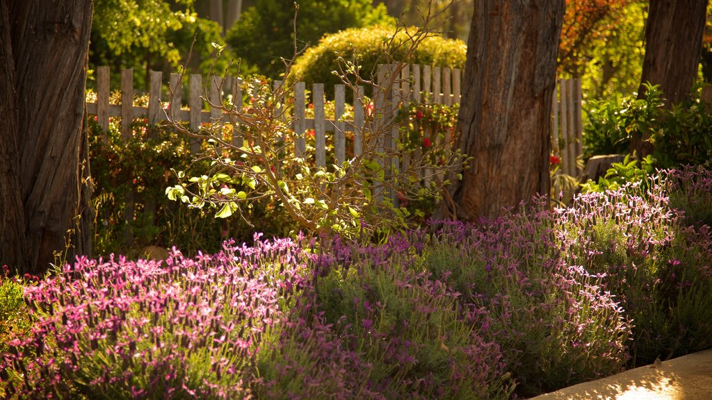 The Berry Farm showing a park and flowers