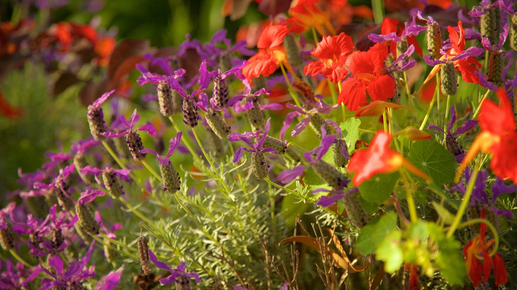 The Berry Farm toont bloemen en een tuin