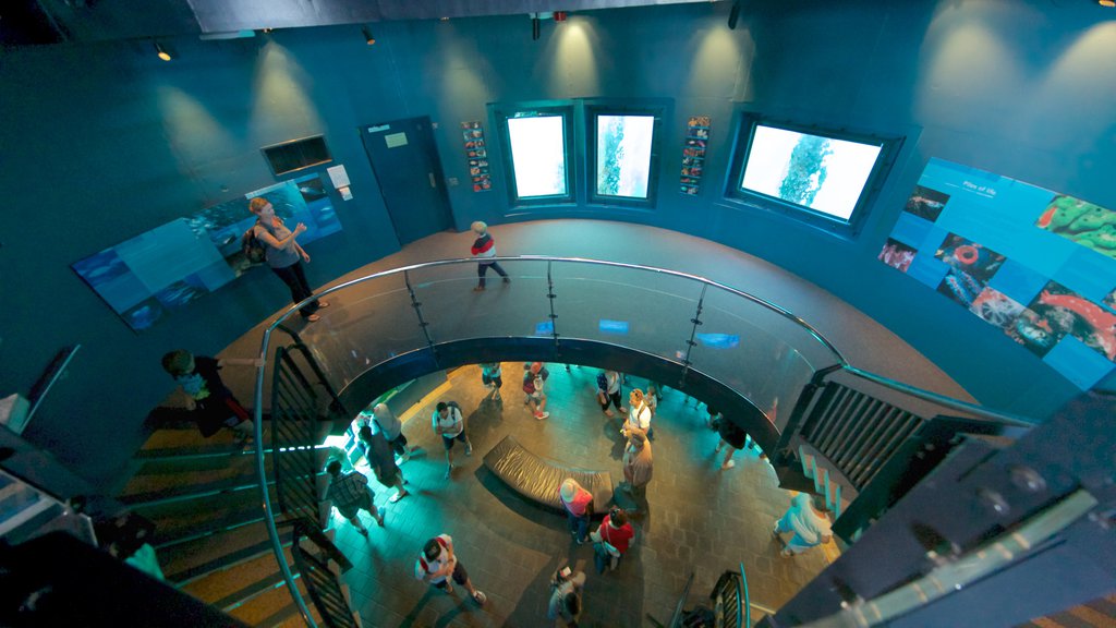 Busselton Jetty Underwater Observatory showing interior views