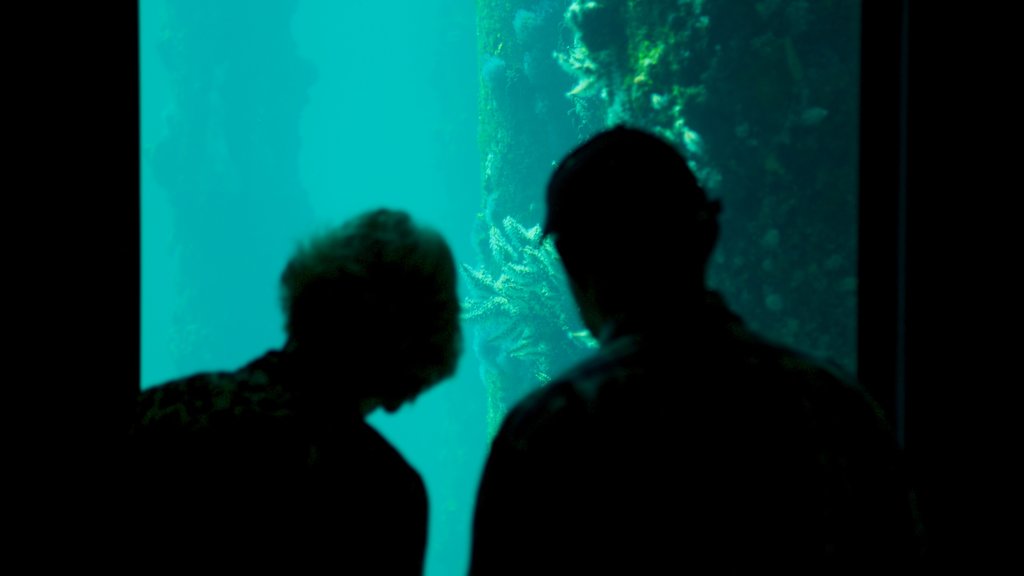 Busselton Jetty Underwater Observatory showing interior views and marine life