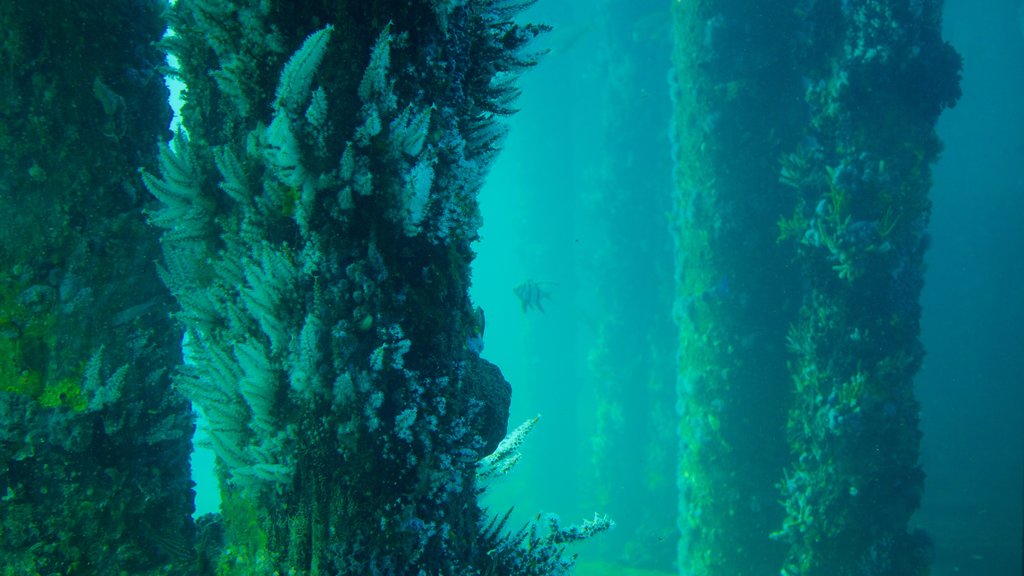 Busselton Jetty Underwater Observatory showing marine life