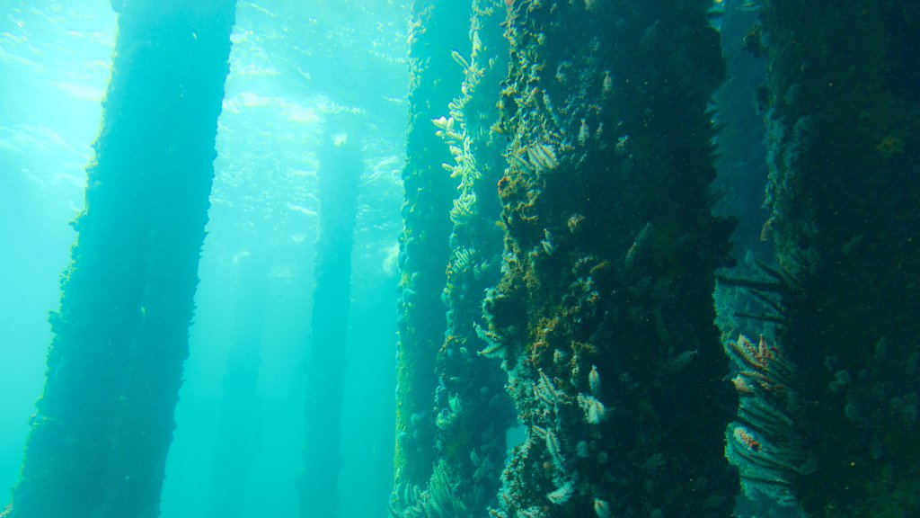 Busselton Jetty Underwater Observatory showing marine life