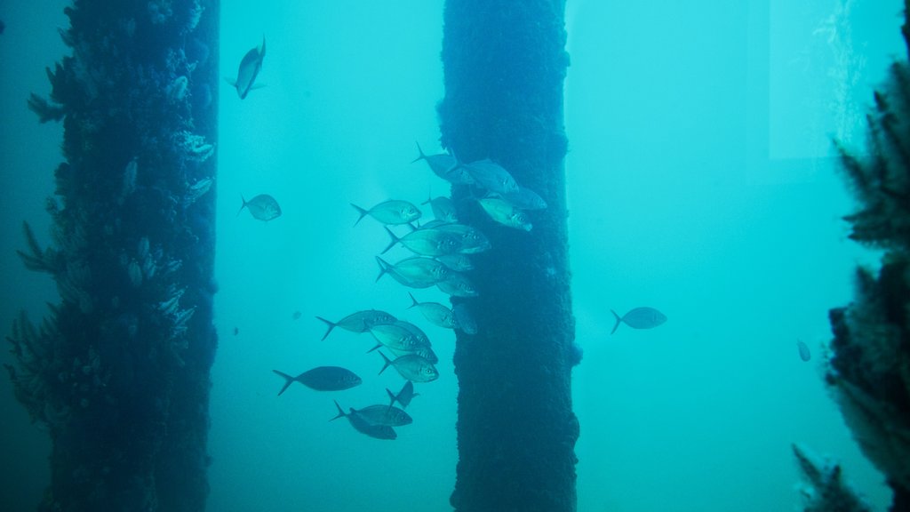 Busselton Jetty Underwater Observatory caratteristiche di animali marini