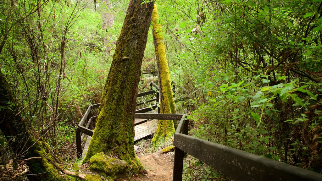 Mammoth Cave showing rainforest