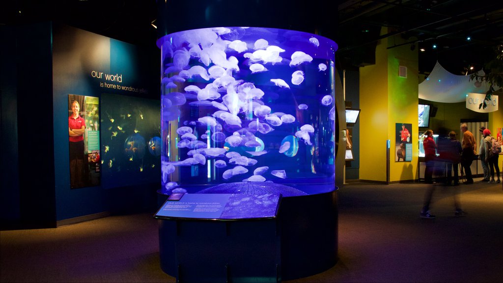 Vancouver Aquarium featuring marine life and interior views