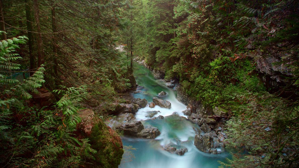 Lynn Canyon 公園