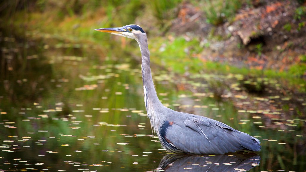 Jardín botánico VanDusen que incluye aves