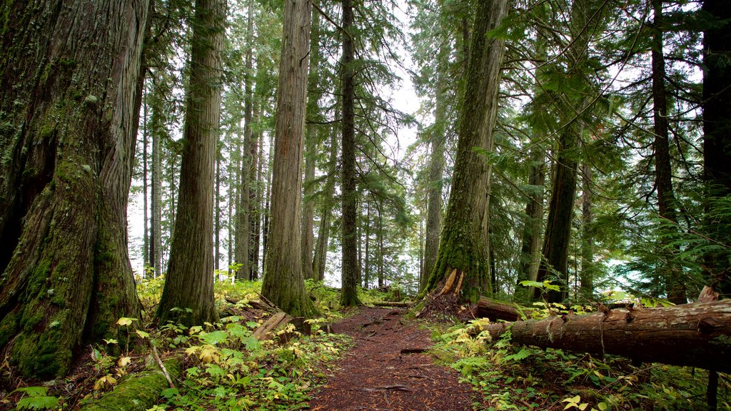 Garibaldi Provincial Park que incluye escenas forestales