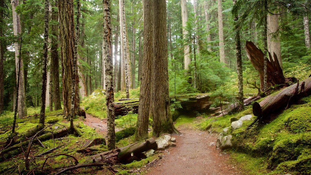 Garibaldi Provincial Park showing forest scenes