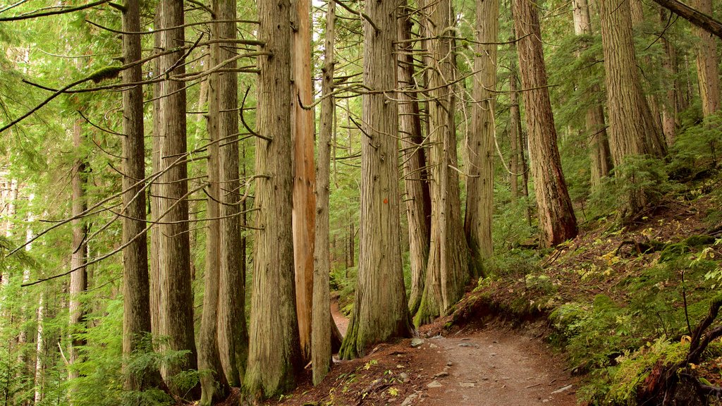 Garibaldi Provincial Park showing forest scenes