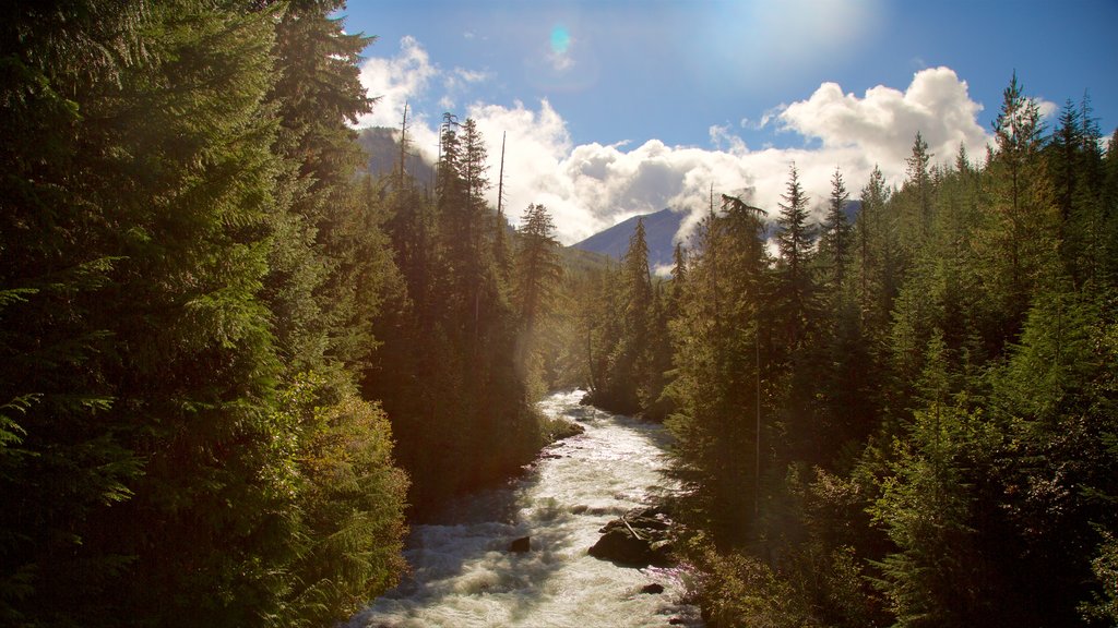 Garibaldi Provincial Park which includes forest scenes and a river or creek