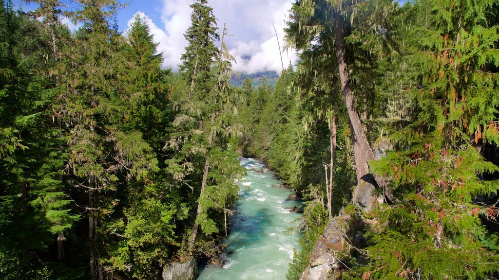 Provinciaal park Garibaldi toont bossen en een rivier of beek