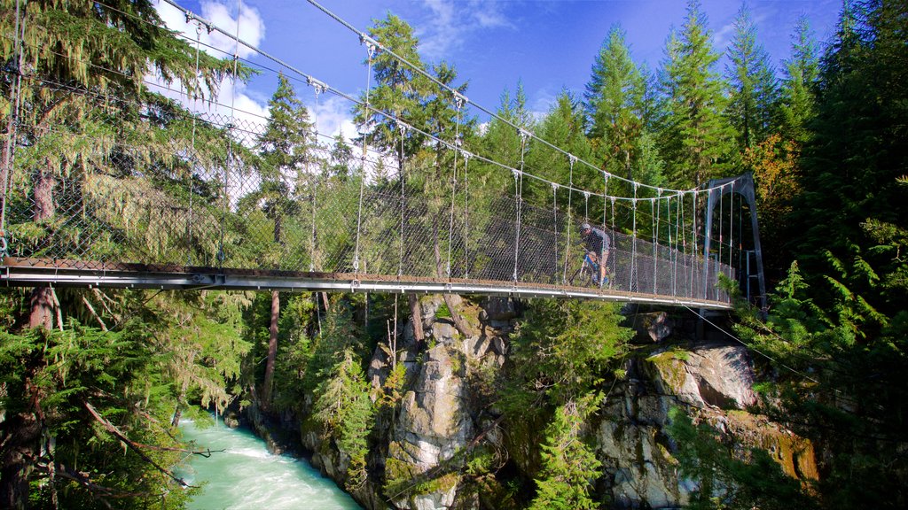 Garibaldi Provincial Park which includes a suspension bridge or treetop walkway, a river or creek and forests