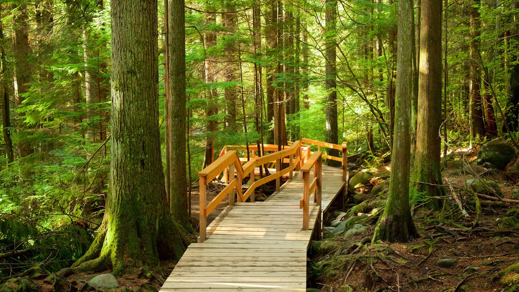 Lynn Canyon Park montrant forêts