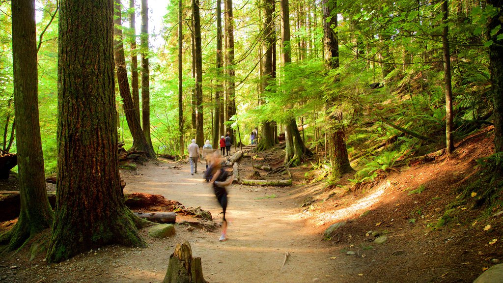 Lynn Canyon Park showing forests as well as a small group of people