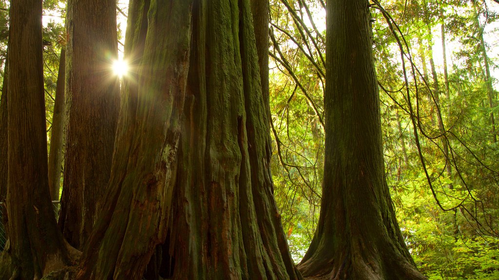 Lynn Canyon Park featuring forest scenes