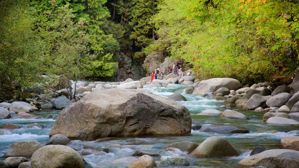 Lynn Canyon Park mostrando cenas de floresta e um rio ou córrego