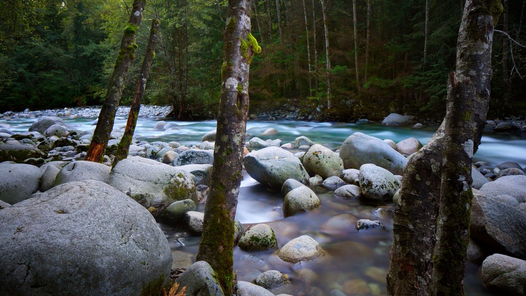 Parque Lynn Canyon mostrando bosques y un río o arroyo