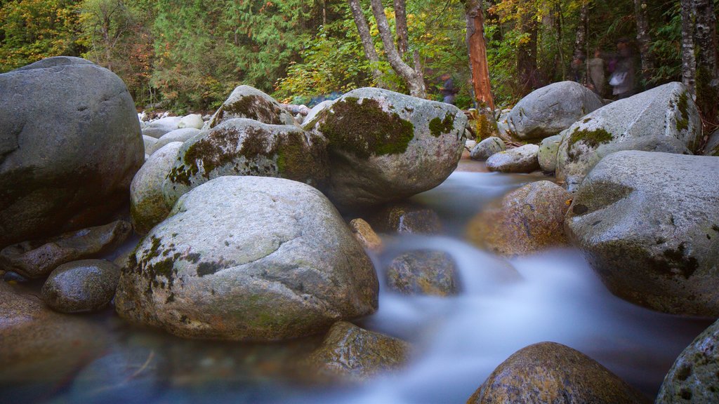 Lynn Canyon Park showing a river or creek and forest scenes