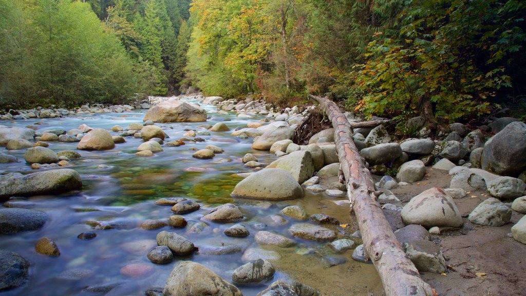 Lynn Canyon Park showing a river or creek and forests