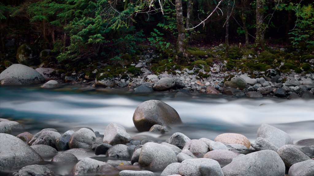 Parque Lynn Canyon que incluye bosques y un río o arroyo