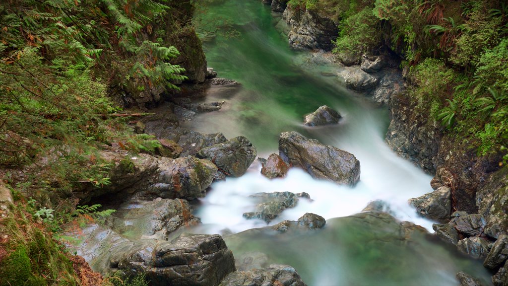 Lynn Canyon Park showing a river or creek and forests