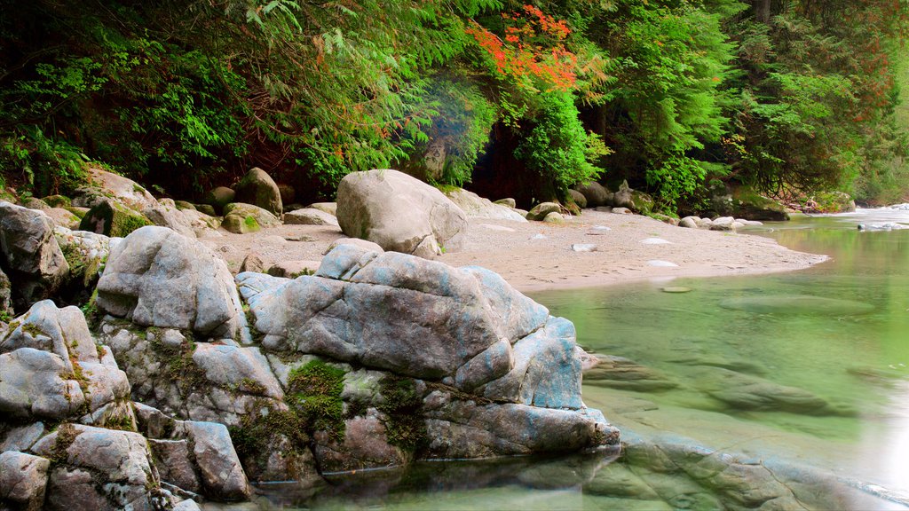 Lynn Canyonpark toont een rivier of beek en bos