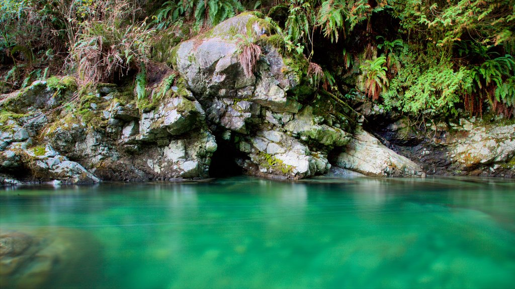 Lynn Canyon Park mostrando cenas de floresta e um rio ou córrego