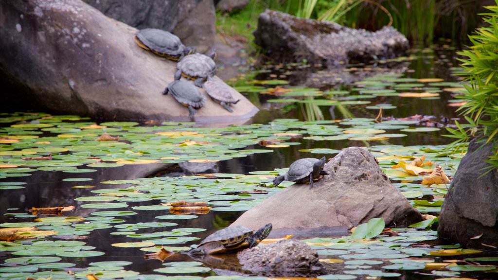 VanDusen Botanical Garden which includes a lake or waterhole, animals and a park